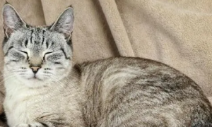 猫咪睡觉喘气声音很大正常吗