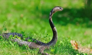 中华眼镜蛇的毒是什么颜色