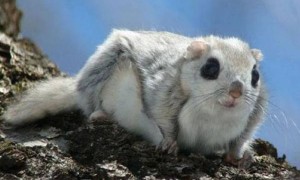日本小鼯鼠的寿命有多长