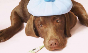 狗狗吃的感冒药多少钱