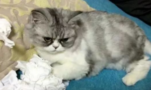 猫咪上辈子一定是纸巾怪
