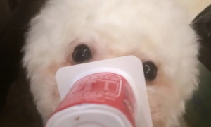 比熊狗狗能喝酸奶吗