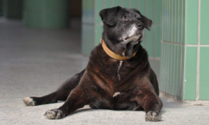 流浪狗误入校园被收养，20年后获颁“金饭碗”，相当人类100岁