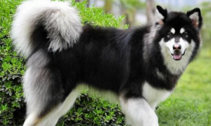 阿拉斯加怀孕几个月生产小狗