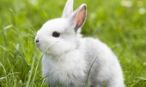 日本大耳白兔训练方法