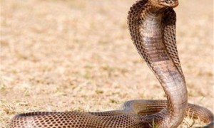 埃及眼镜蛇有毒吗
