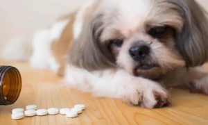 狗狗能吃人类的感冒药吗