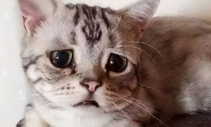 猫咪流泪的原因是什么
