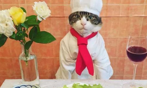 日本博主家的猫咪大厨走红，网友：一人一猫，一日三餐，羡慕了！