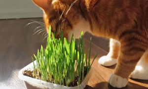 猫草是什么草