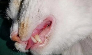 猫咪口炎初期症状图片