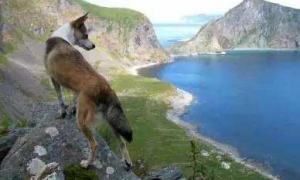挪威伦德猎犬一般多少钱