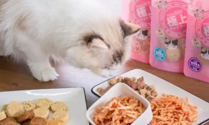 宠物猫吃什么零食比较好