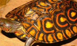 哥斯达黎加木纹龟寿命多少年