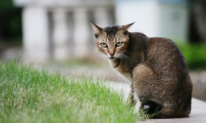 阿比西尼亚猫和布偶猫哪个好养