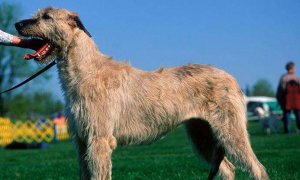 爱尔兰猎狼犬有攻击性吗