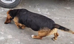 狗狗从屠宰场被救下，3年后和救助人分别时，做出的反应令人动容