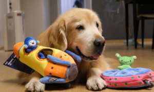 小狗喜欢的玩具是什么