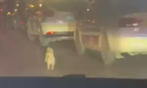狗狗在马路上狂追电动车，以为它是掉下来了，却得到对方回答：故意丢的