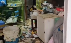 10只猫相处了2个月，解封后上海女子回到店里，满地狼藉却是欣喜