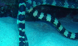 钩吻海蛇外形特征