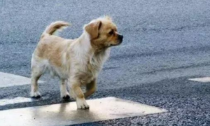 “合”你说法丨小狗横穿公路导致交通事故，责任谁担？