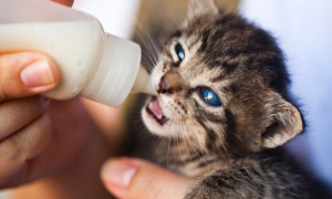 小猫喝什么奶粉好