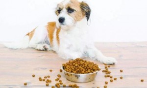 狗狗不吃狗粮怎么办但是却吃零食
