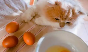 猫可以吃鸡蛋吗熟的还是生的