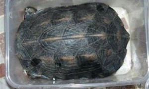 缅甸黑山龟值钱吗