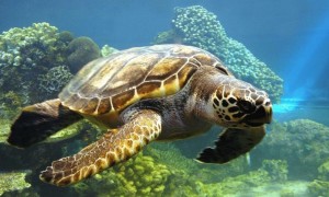 大西洋蠵龟生病怎么处理