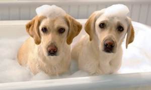 狗洗澡能不能把身上的跳蚤洗干净