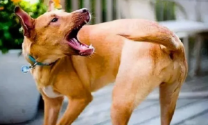狗狗为什么咬自己的尾巴转圈圈