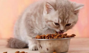 猫可以吃什么零食的猫粮
