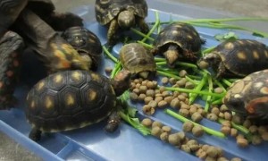 乌龟为什么不吃龟粮