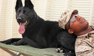 人民军队报：一位军犬饲养员的新年梦想