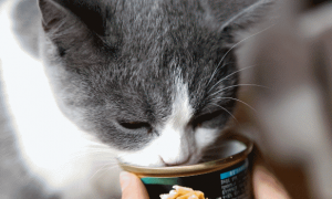 两个月的猫能吃罐头吗