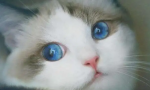 猫咪眼角膜露出很多怎么治疗