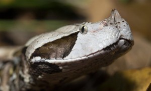 加蓬蝰蛇外形特征