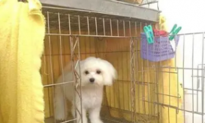 如何训练小狗进笼子