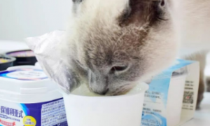 猫咪能吃的酸奶有哪些