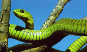 非洲树蛇能咬死人吗