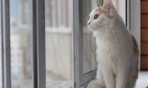 主人出门忘关窗，回家发现猫咪不见了，看向窗外直接吓傻了