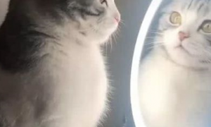 猫咪学主人照镜子，看到自己的模样，是心动的感觉差点美哭了