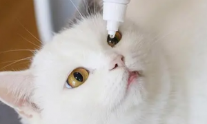 猫咪可以用人的什么眼药水