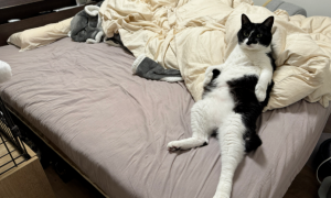 主人下班到家，猫咪躺在床上不来迎接，网友：看姿势就不是正经猫！