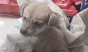 犬瘟、细小加冠状，仅两个月的流浪小奶狗被救助后，默默流着眼泪