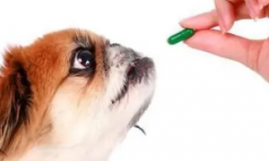 狗狗应该吃什么消炎药
