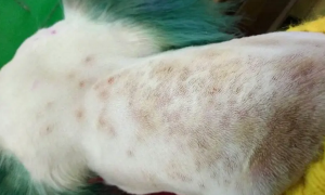 狗狗的皮肤病会相互传染吗