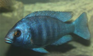 蓝宝石鱼能和其他鱼混养吗